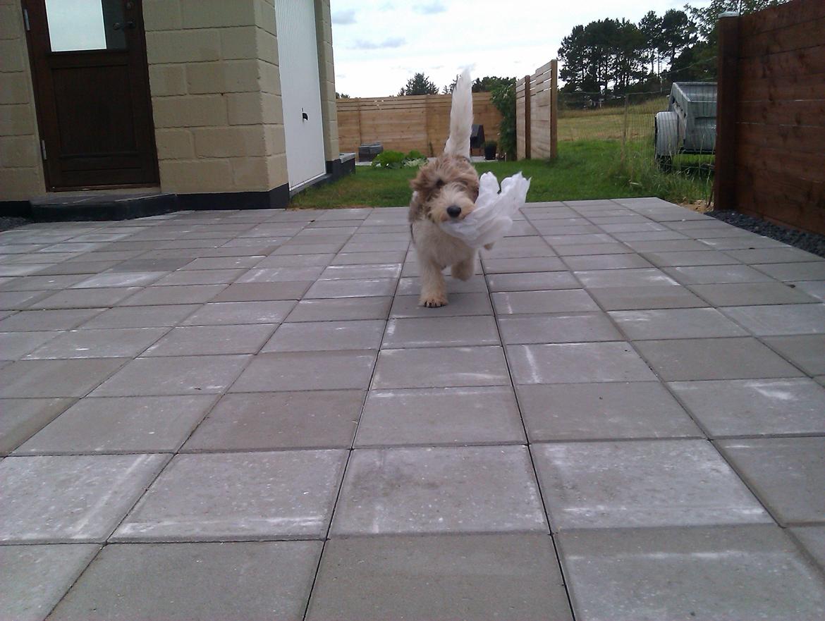 Petit basset griffon wendéen Rasmus billede 5