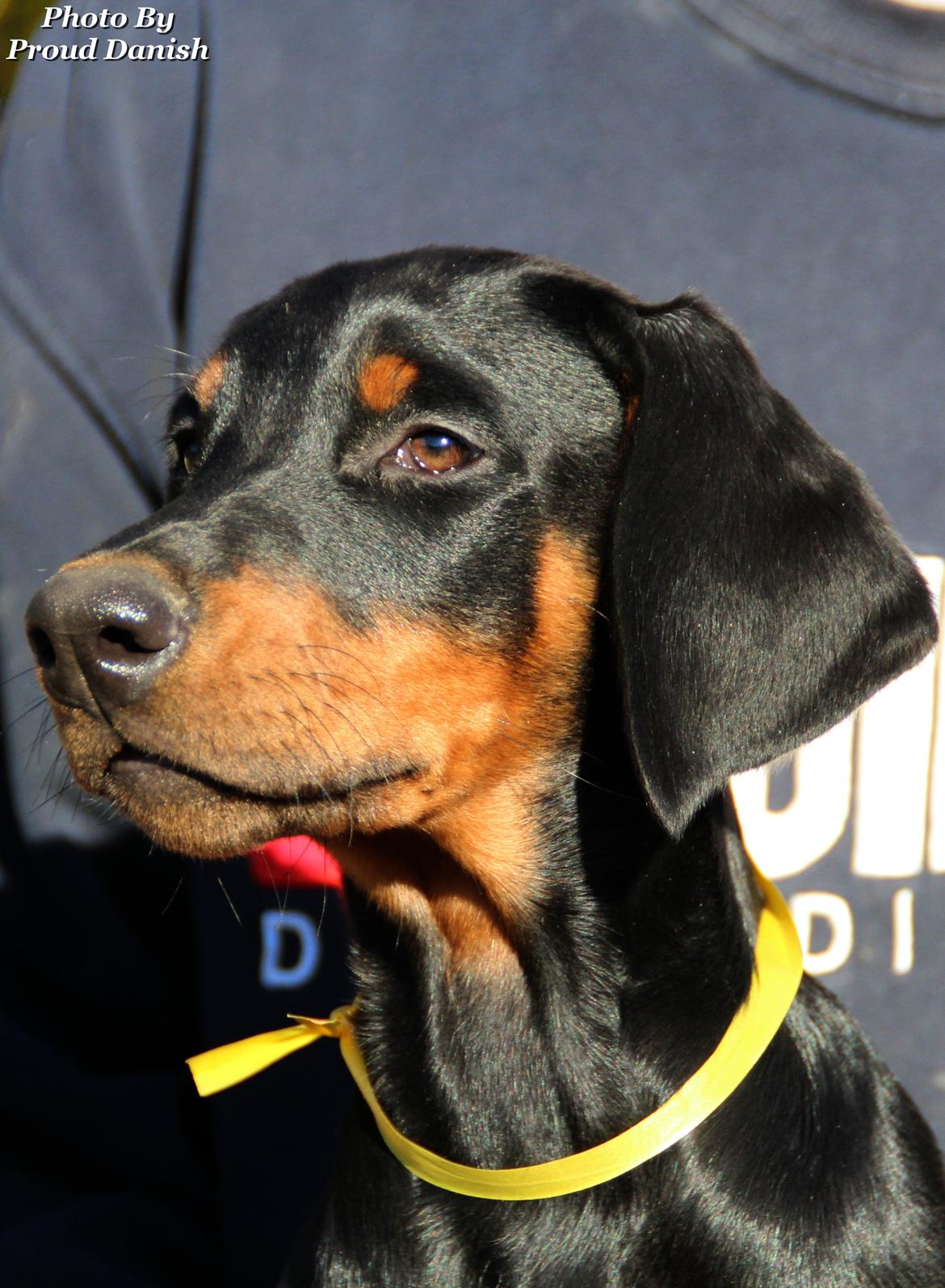 Dobermann Proud Danish For Your Love Only billede 6