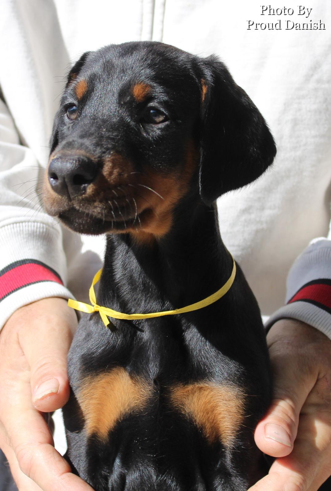 Dobermann Proud Danish For Your Love Only billede 7