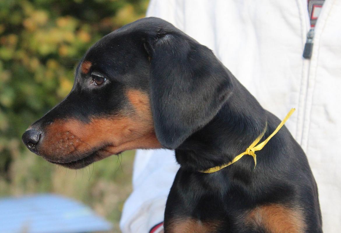 Dobermann Proud Danish For Your Love Only billede 8