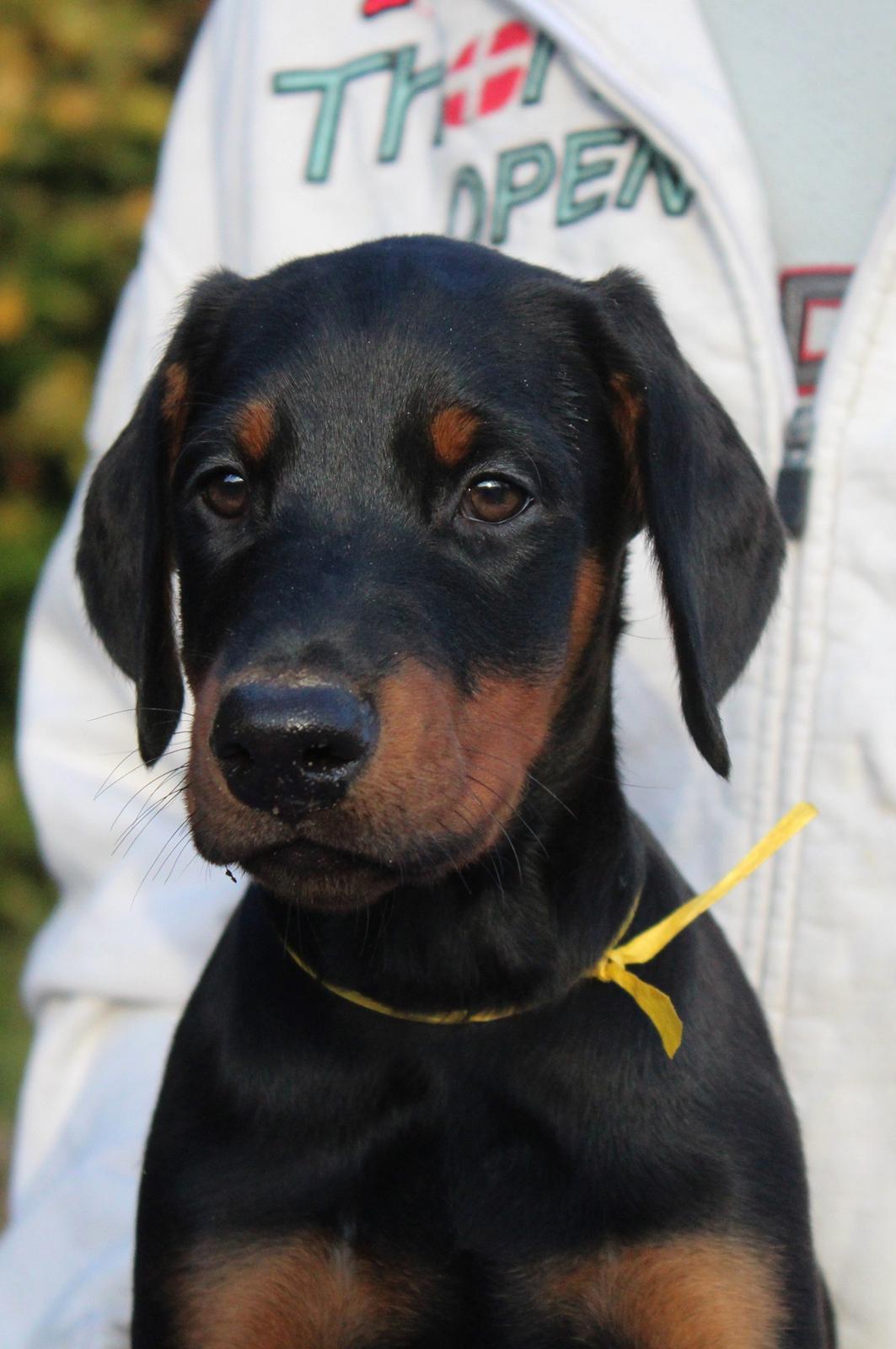 Dobermann Proud Danish For Your Love Only billede 9