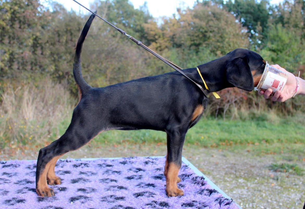 Dobermann Proud Danish For Your Love Only billede 10
