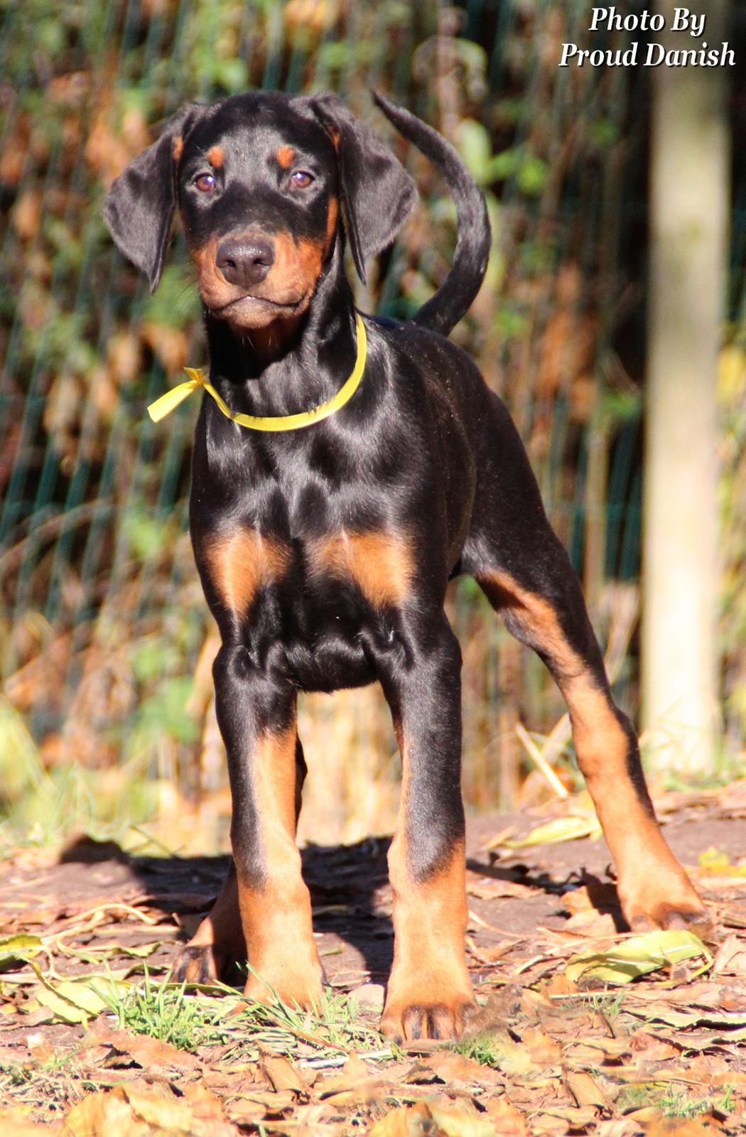 Dobermann Proud Danish For Your Love Only billede 11