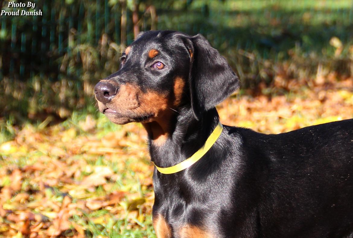 Dobermann Proud Danish For Your Love Only billede 12