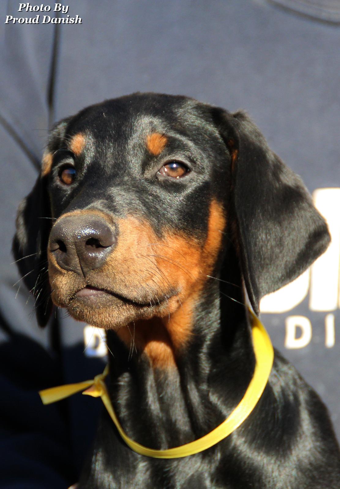Dobermann Proud Danish For Your Love Only billede 13