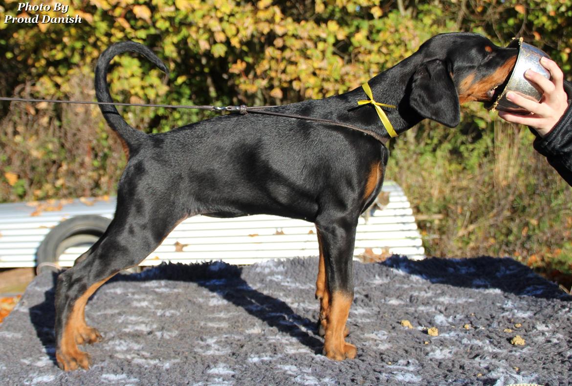 Dobermann Proud Danish For Your Love Only billede 14