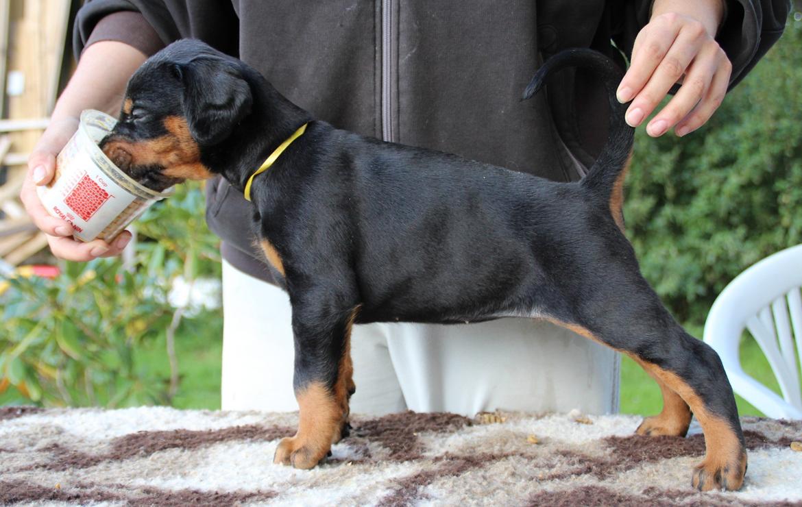 Dobermann Proud Danish For Your Love Only billede 15