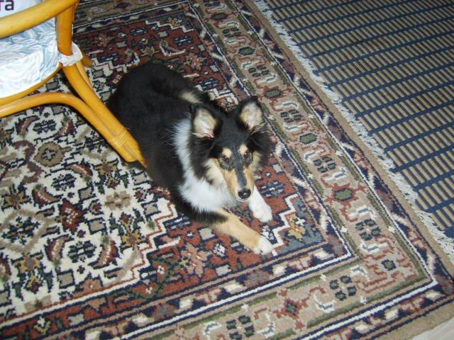 Collie langhåret Molly - Molly billede 1