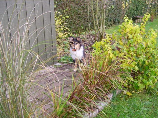 Collie langhåret Molly - Molly prøver at finde et sted at grave sit ben ned. billede 2