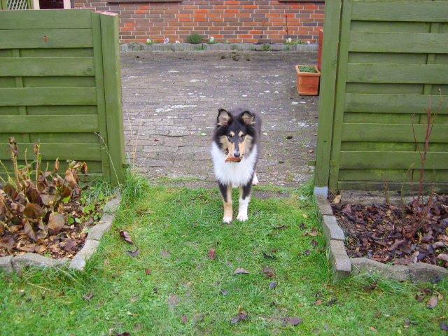Collie langhåret Molly - Jeg tager lige et kig ud over haven. billede 3