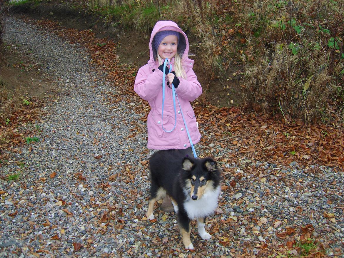 Collie langhåret Molly - Alma og Molly. billede 4