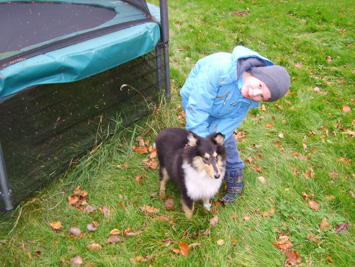 Collie langhåret Molly - Elias og Molly. billede 5