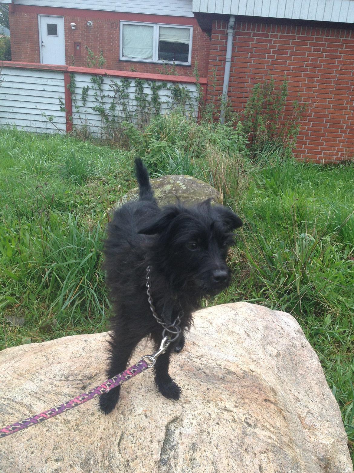 Blanding af racer Kvik <3 - Første dag med Kvikker <3 billede 8