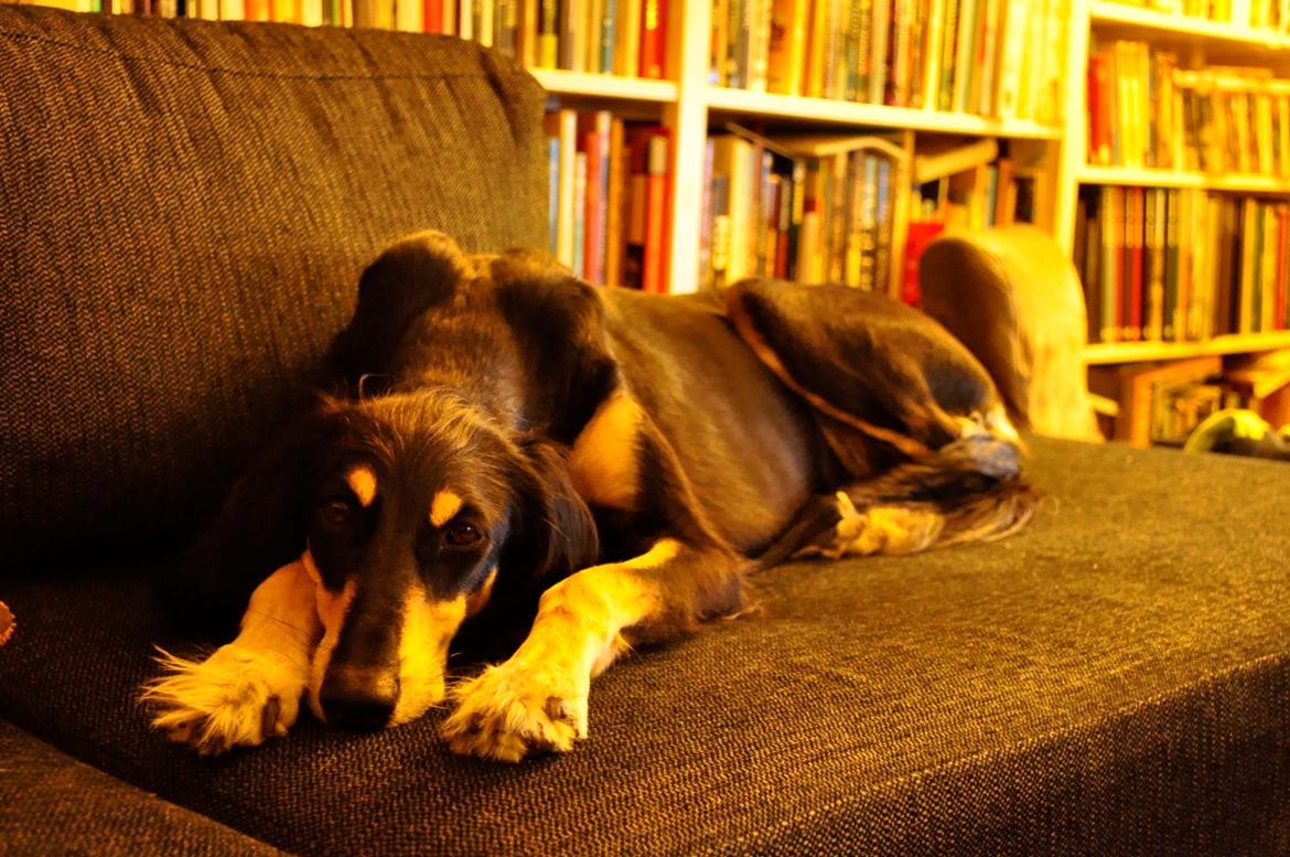 Saluki Kirman Arania billede 13