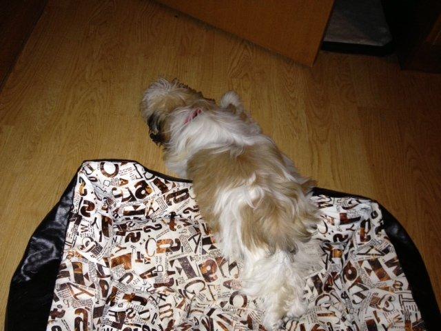 Blanding af racer Bella billede 1