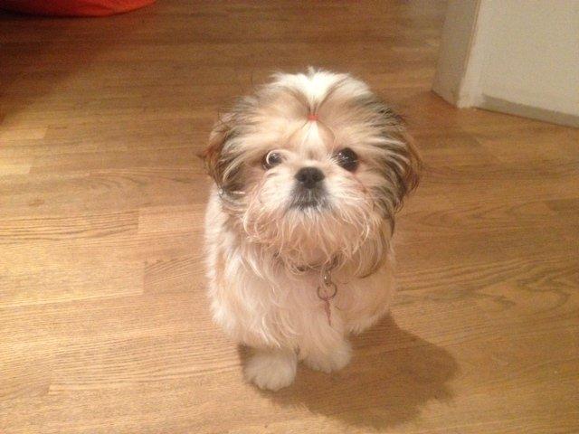 Blanding af racer Bella billede 2