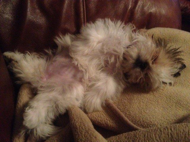 Blanding af racer Bella billede 3