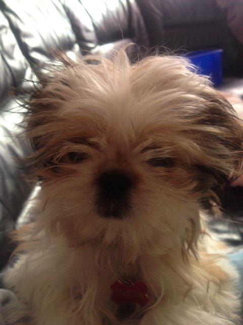 Blanding af racer Bella billede 4