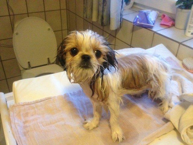 Blanding af racer Bella billede 5