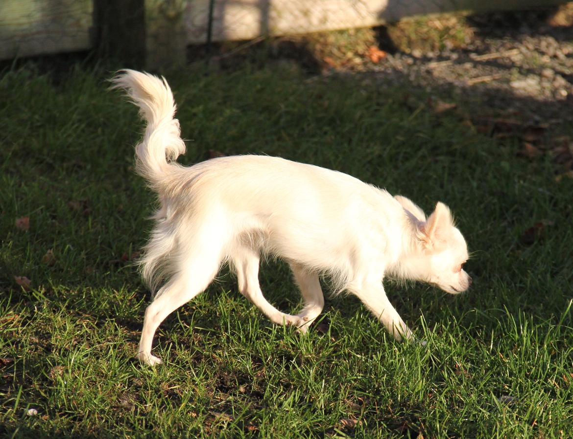 Chihuahua Hany vom Elmblick billede 2