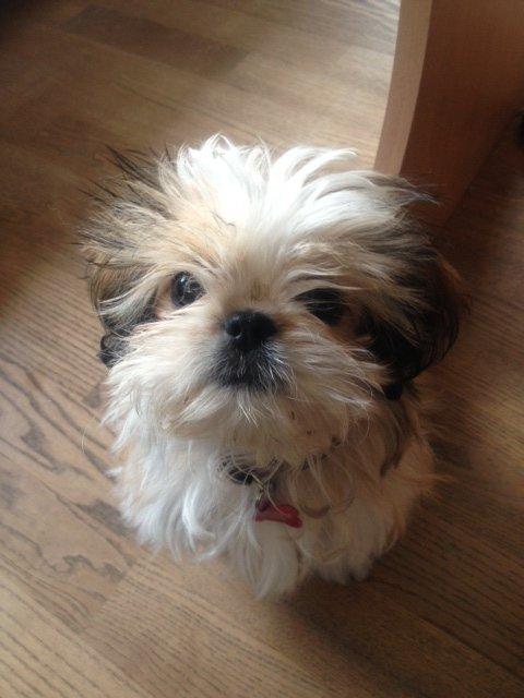 Blanding af racer Bella billede 6