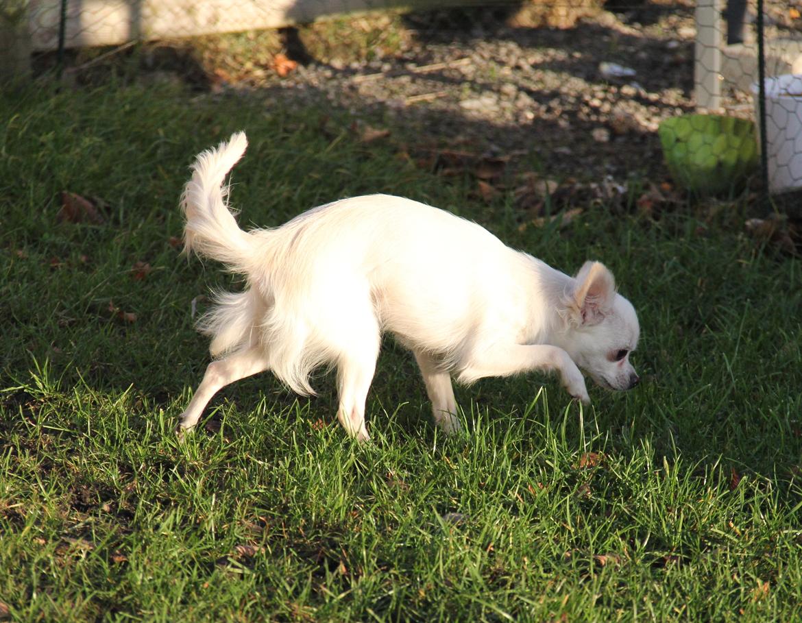 Chihuahua Hany vom Elmblick billede 3