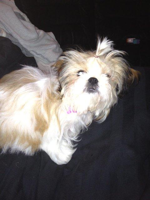 Blanding af racer Bella billede 7