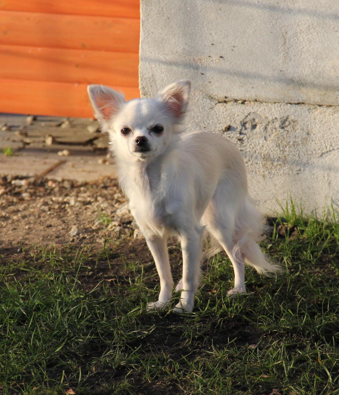 Chihuahua Hany vom Elmblick billede 4