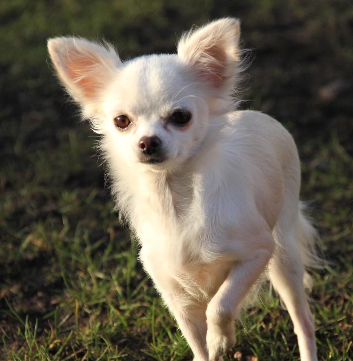 Chihuahua Hany vom Elmblick billede 5