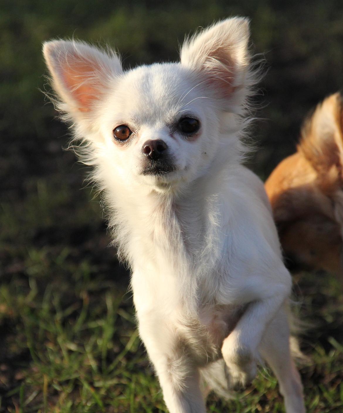 Chihuahua Hany vom Elmblick billede 1