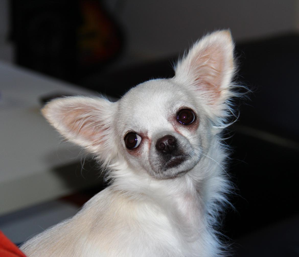 Chihuahua Hany vom Elmblick billede 6