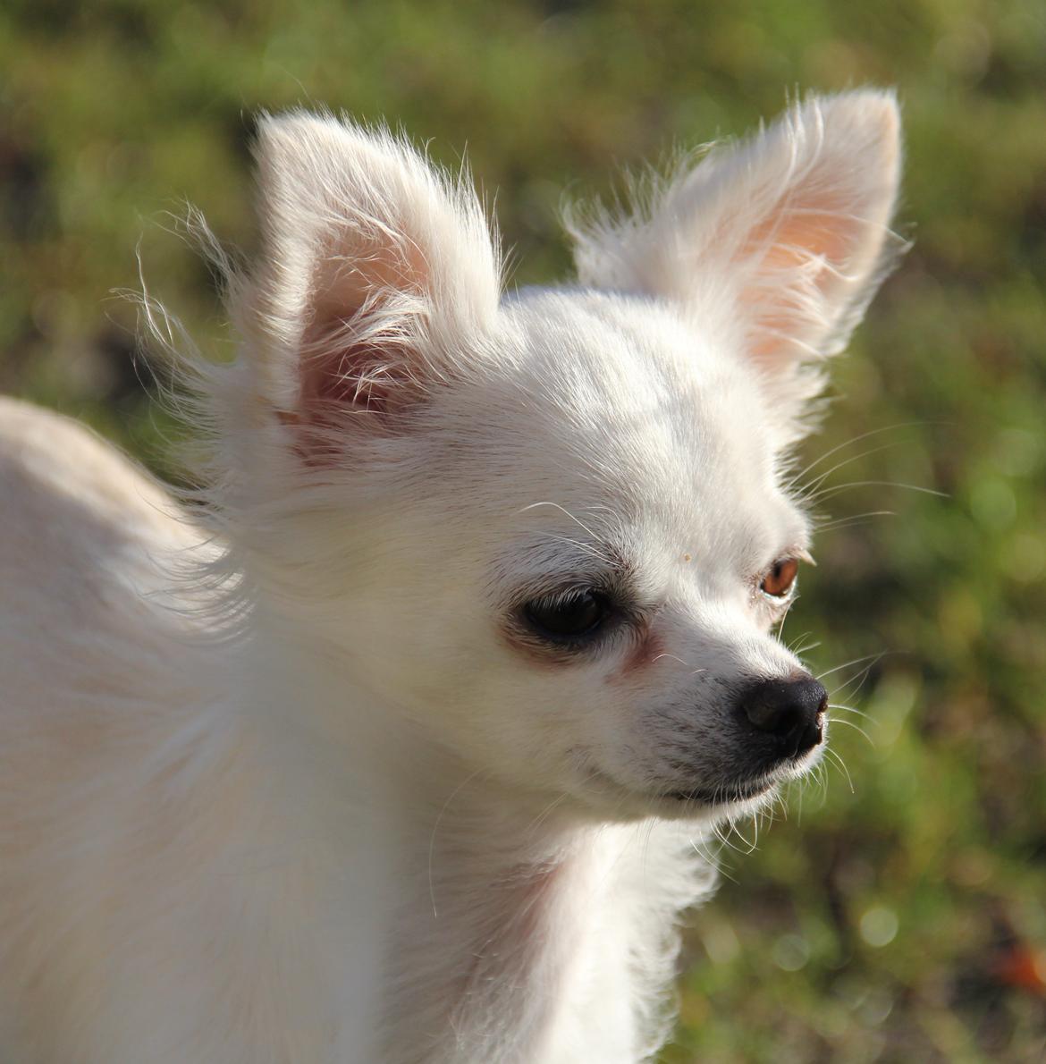 Chihuahua Hany vom Elmblick billede 7