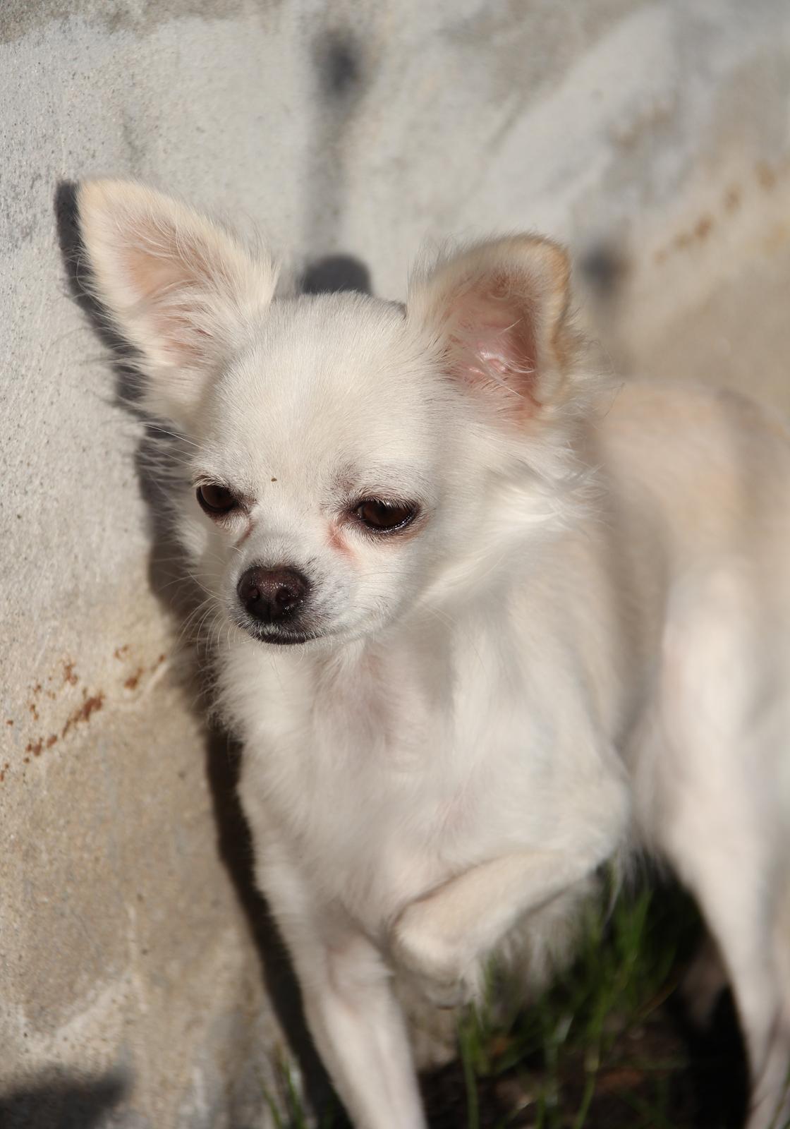 Chihuahua Hany vom Elmblick billede 8