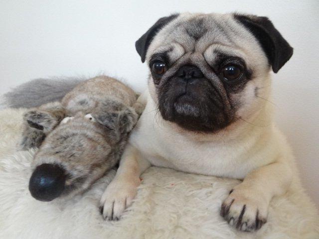 Mops Uffe - Uffe 3 år billede 1