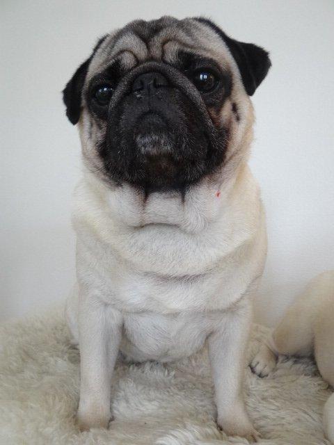 Mops Anton - Anton 4 år billede 20