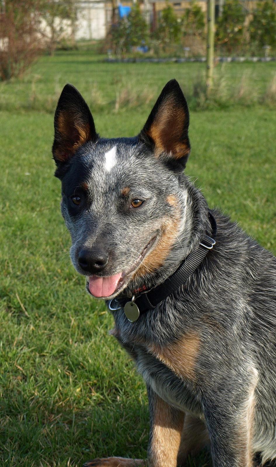 Australsk cattledog Dundee billede 1