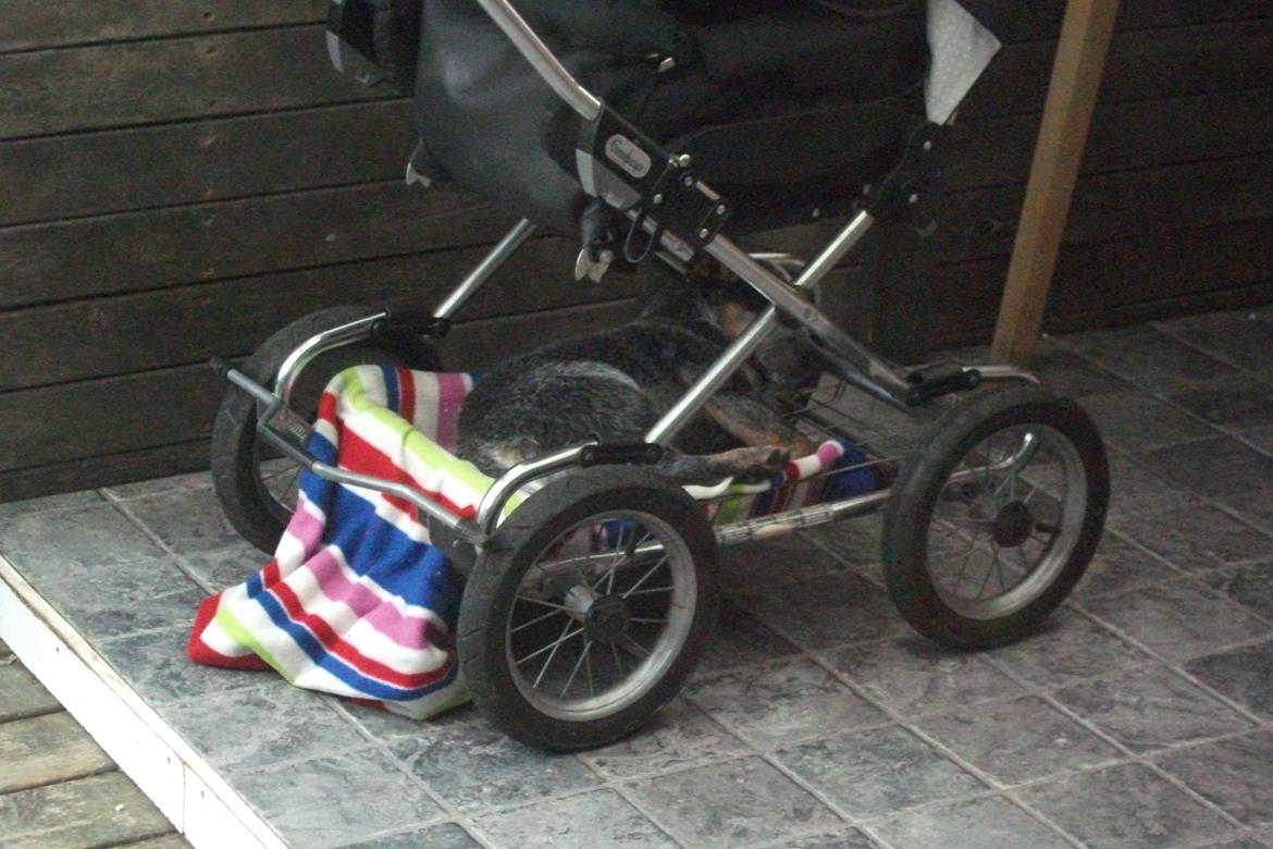 Australsk cattledog Dundee billede 2