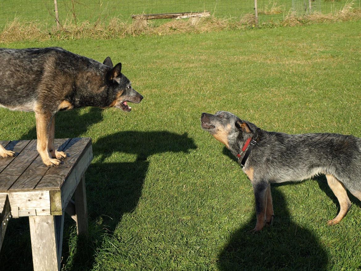 Australsk cattledog Dundee billede 3