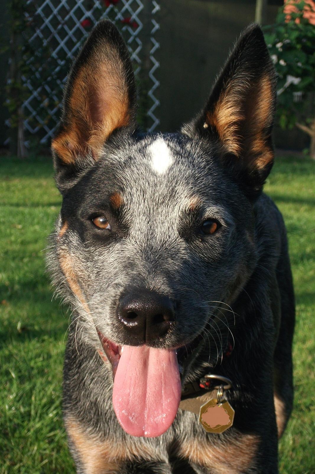 Australsk cattledog Dundee billede 4