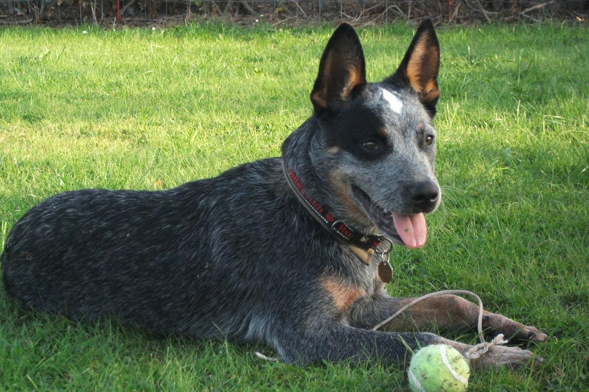 Australsk cattledog Dundee billede 5