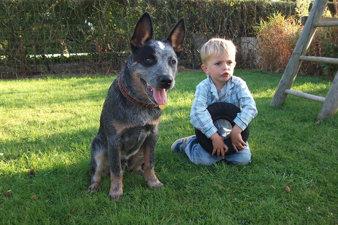 Australsk cattledog Dundee billede 6