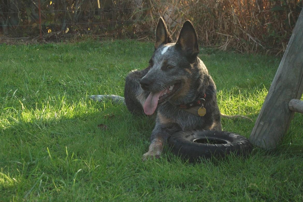 Australsk cattledog Dundee billede 7