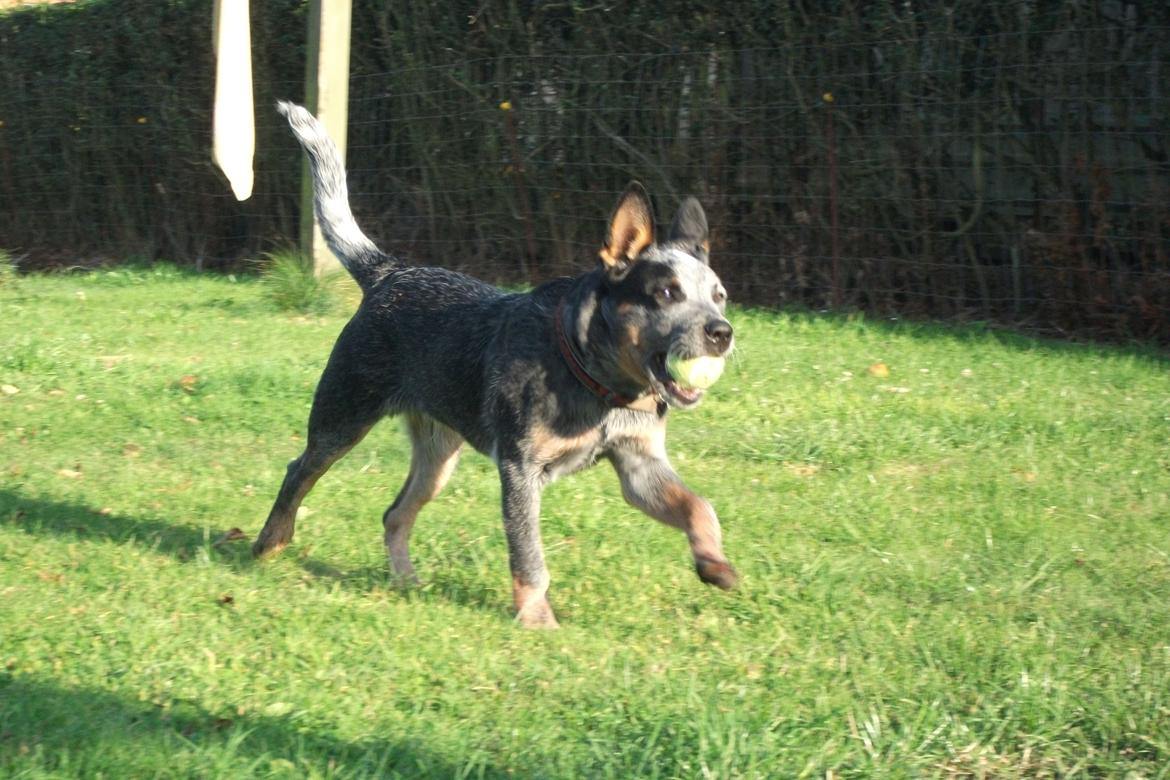 Australsk cattledog Dundee billede 8