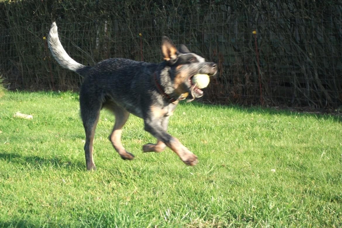 Australsk cattledog Dundee billede 9