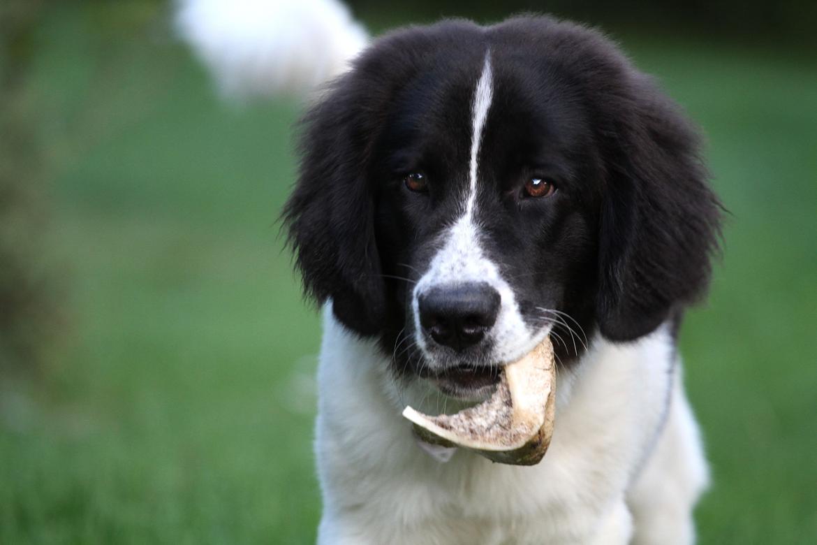 Landseer Luffe - 6 mdr billede 4