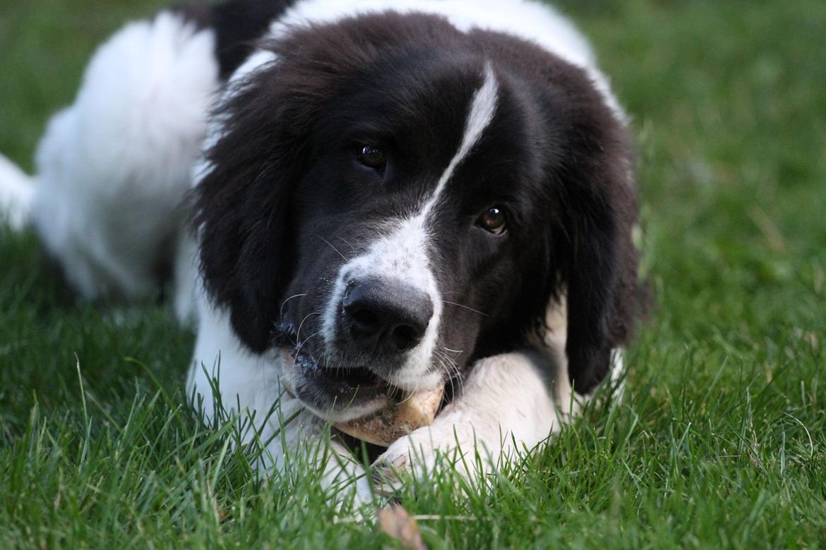 Landseer Luffe - 6 mdr billede 6