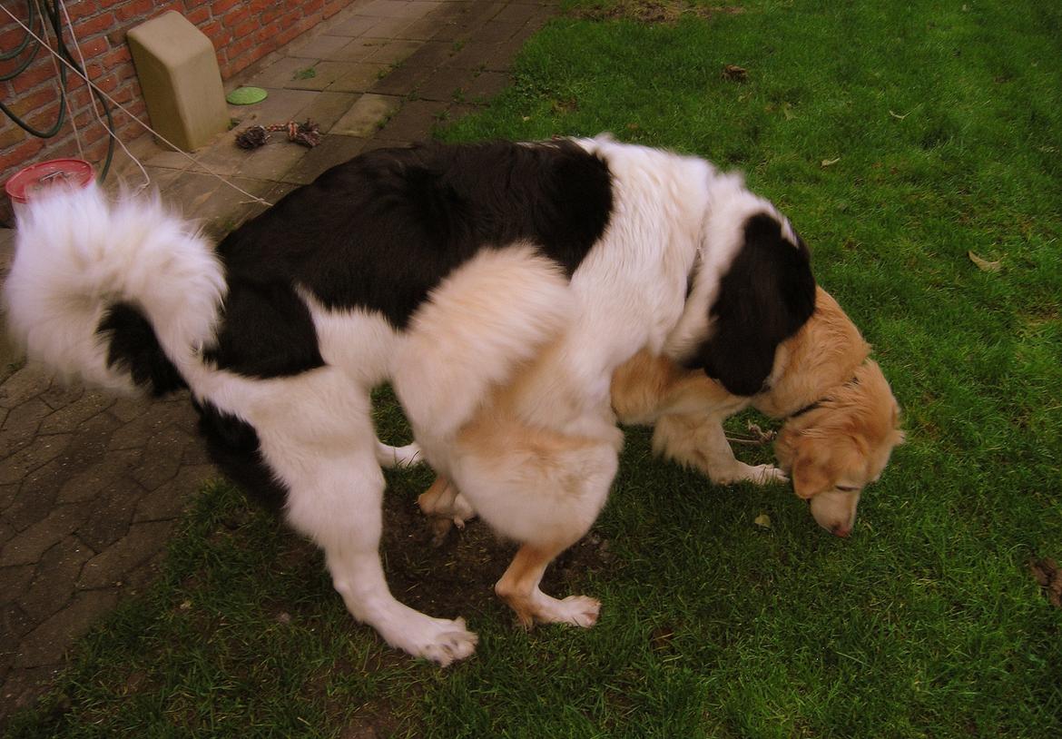 Landseer Luffe - 7½ mdr billede 8