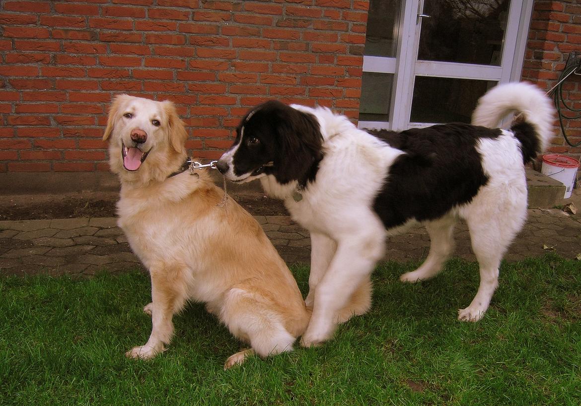 Landseer Luffe - 7 ½ mdr billede 7