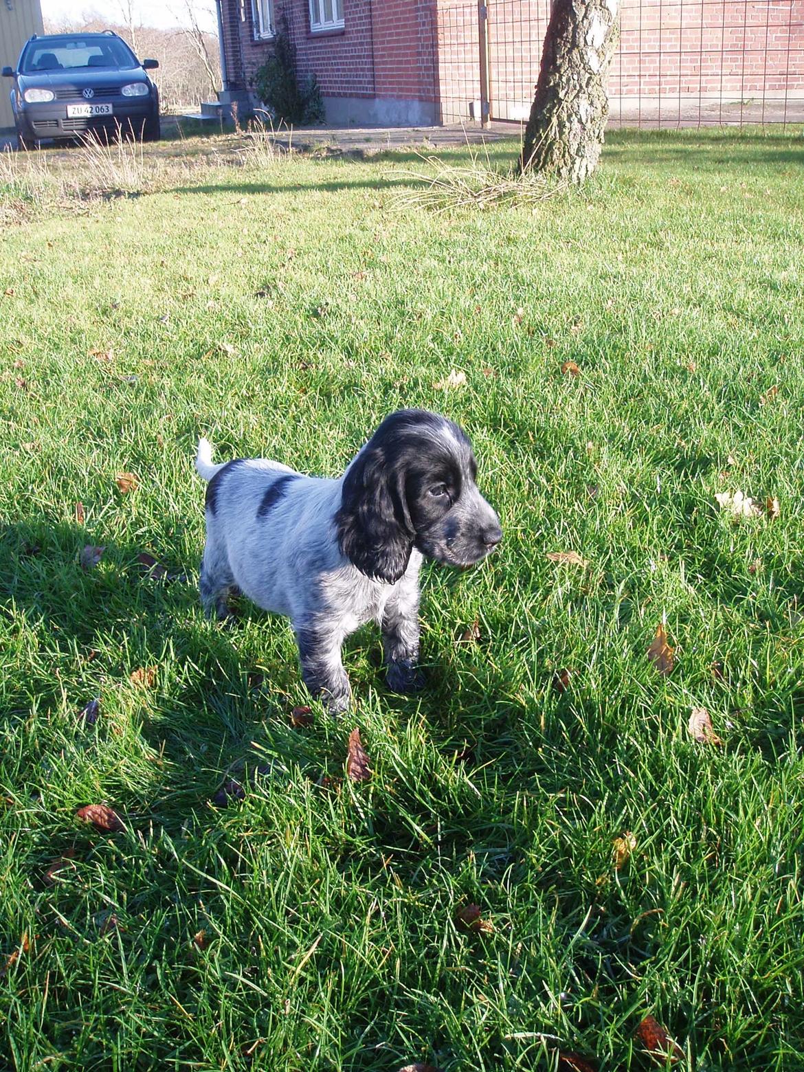 Cocker spaniel Maja billede 10