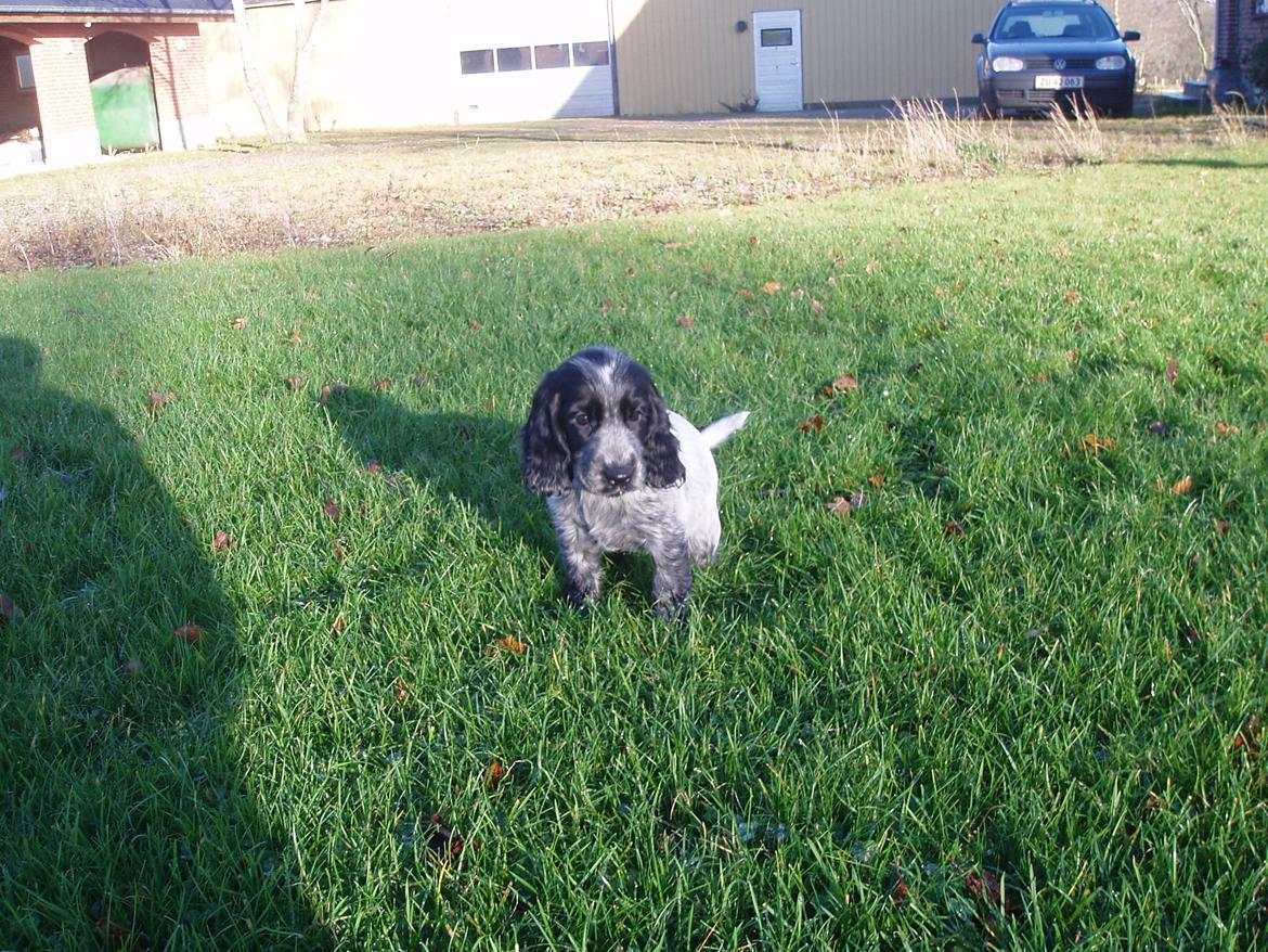 Cocker spaniel Maja billede 11